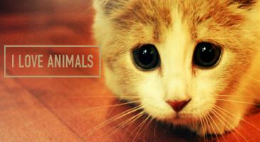 I Love Animals's Image