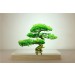Acrylic Bonsai