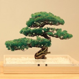 Acrylic Bonsai